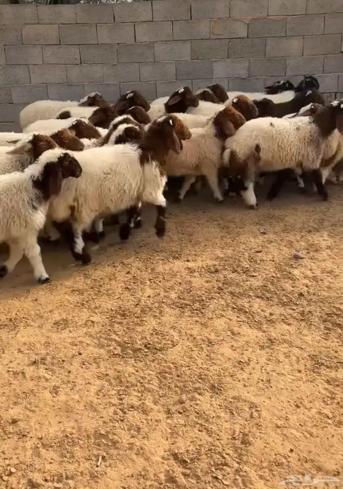 هرافي نعيم طيبه هرفي ربط 0