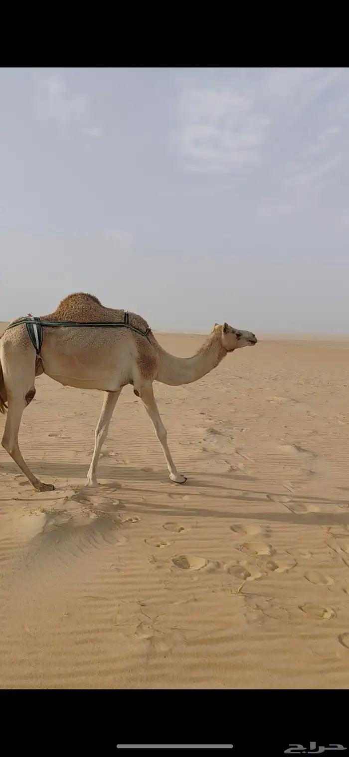 للبيع ناقه عشرا من هجن الشيوخ 1