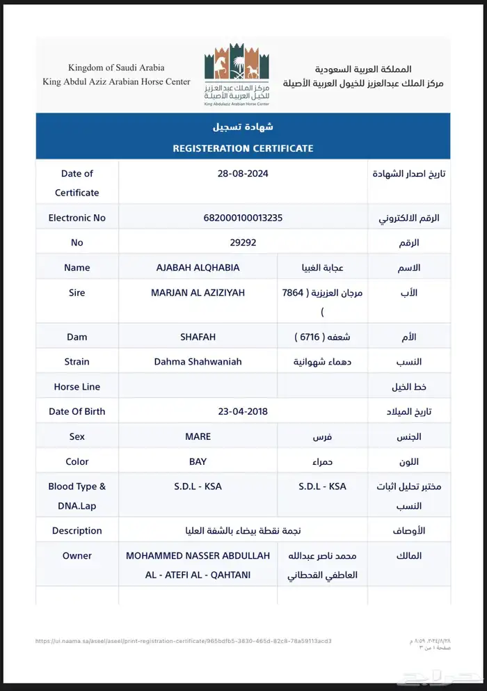 فرس عربي اصيل واهو للبيع 4