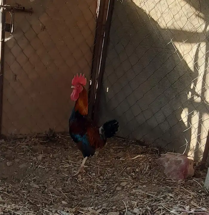 ديك بلدي للبيع 3