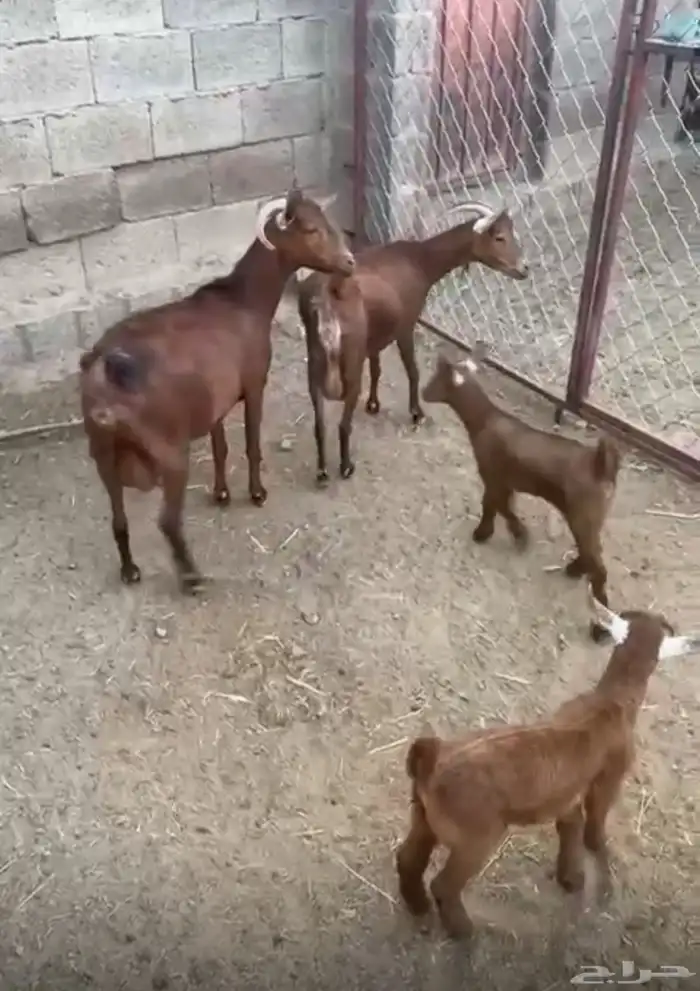 ثلاث معزة ثنتين ولد وواحدة باقي فيها حليب خفيف أسنانها سدس 1