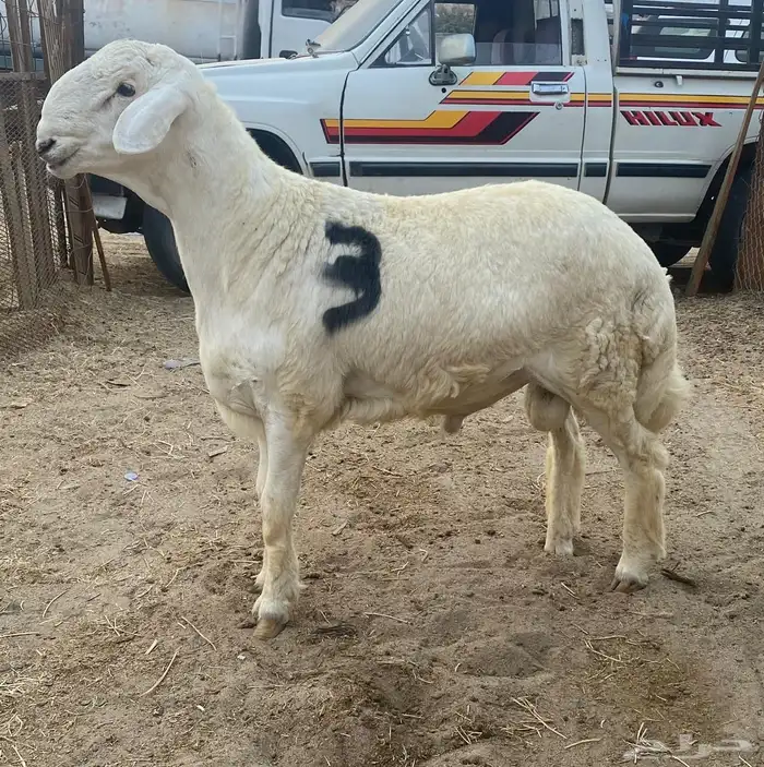 مشاريع فحول حريه صنف الصنف 2