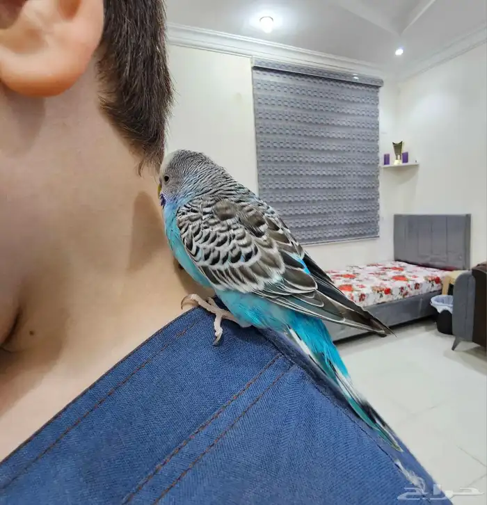 بادجي اليف هدد 1