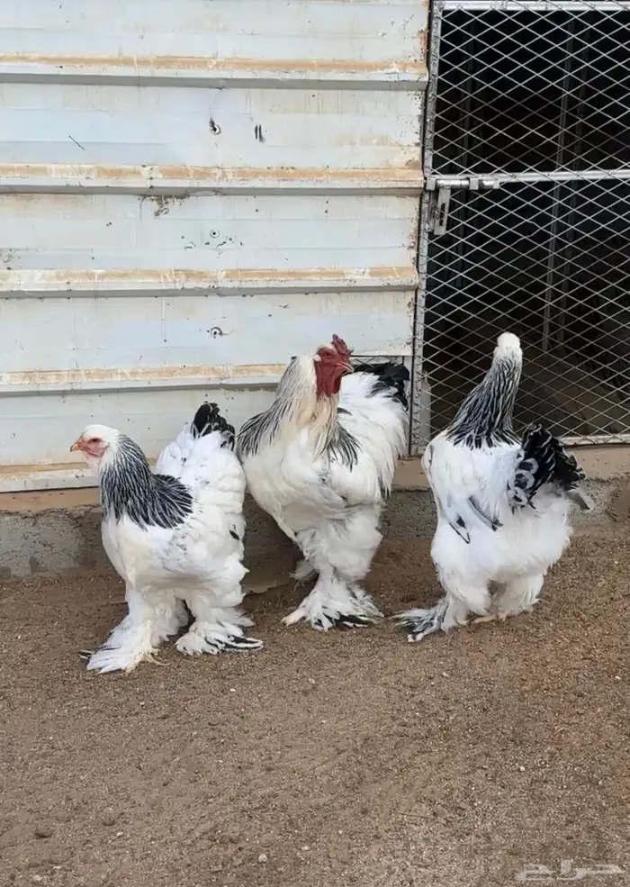 3 اطقم دجاج براهما للبيع 5