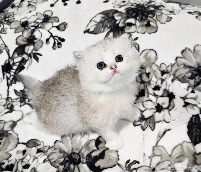 قطط شيرازي للبيع 0