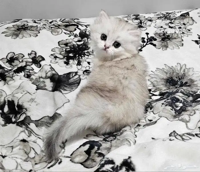 قطط شيرازي للبيع 3