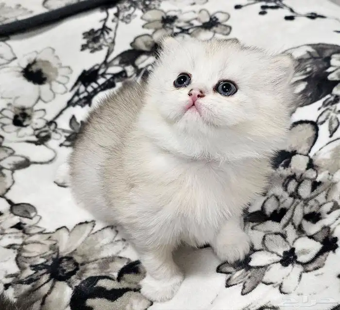 قطط شيرازي للبيع 1