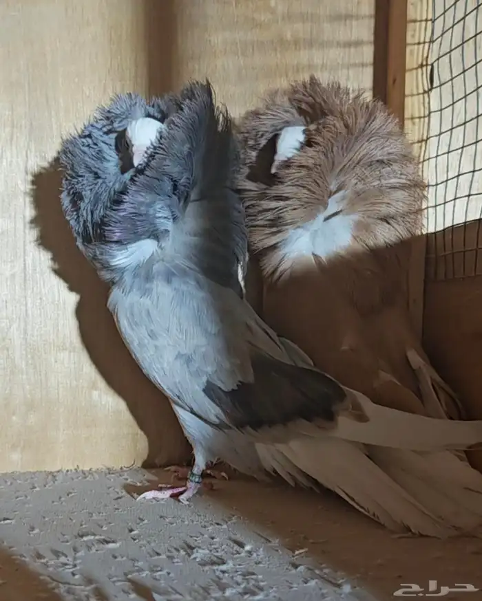 جكوبين جوز منتج 3