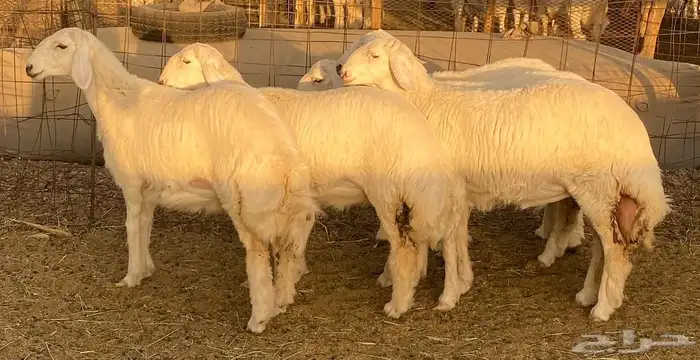 رخال حريات صنف تأسيس مراح 0