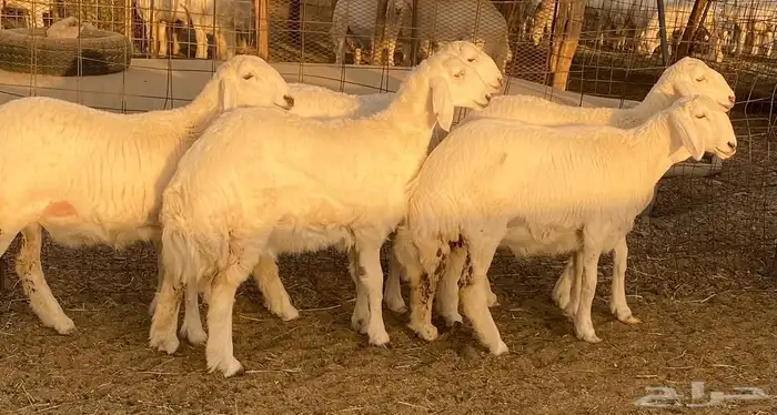 رخال حريات صنف تأسيس مراح 2