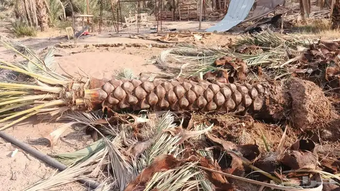 نخل يوجد لدينا نخل جميع انواع المقاسات 2