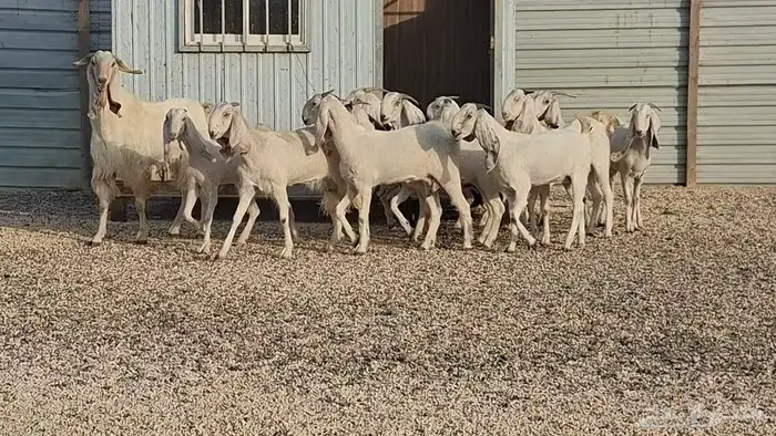 ماعز مشاريك بيض فاخره العدد 13 2