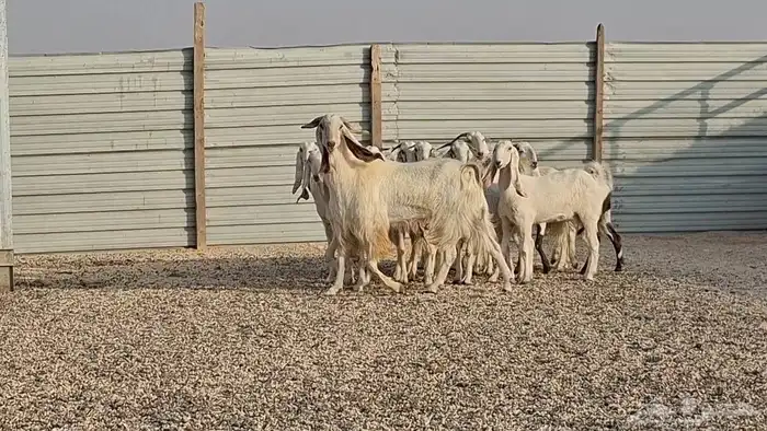 ماعز مشاريك بيض فاخره العدد 13 1