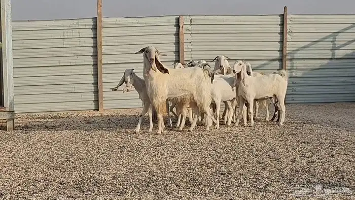 ماعز مشاريك بيض فاخره العدد 13 0