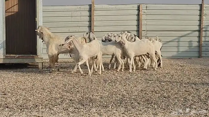 ماعز مشاريك بيض فاخره العدد 13 3