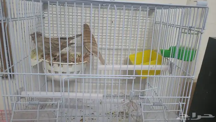 زوج كناري أول انتاج له شباب لون مميز 1