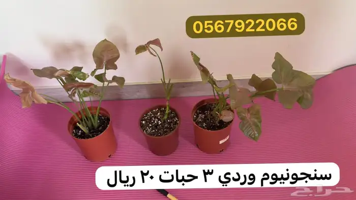 نباتات داخلية 1