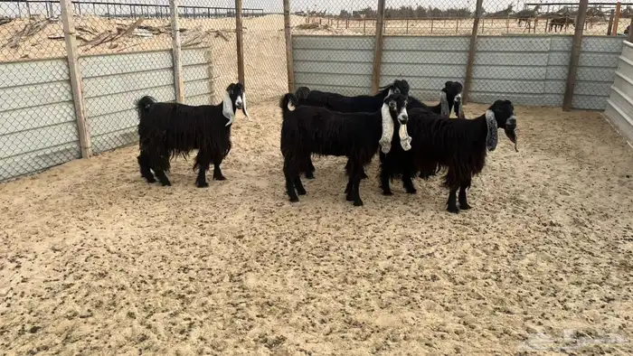 حلال منوة القناي 1