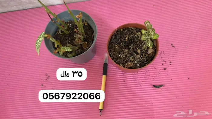 نباتات داخلية 6