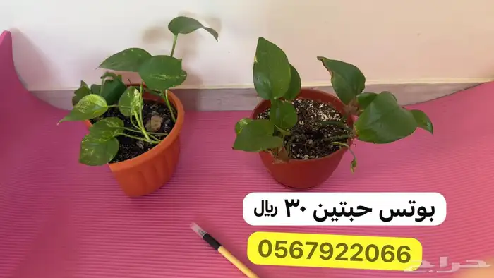 نباتات داخلية 2