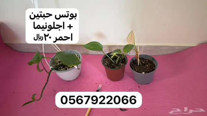 نباتات داخلية 11