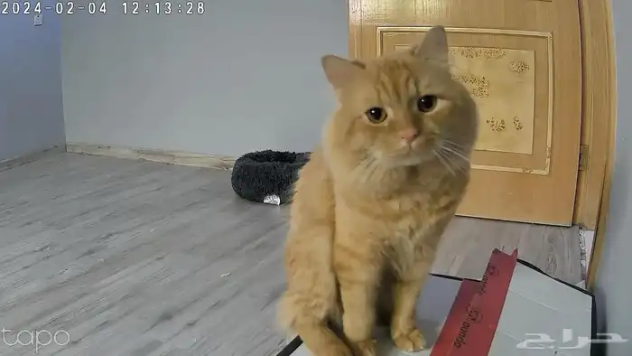 قطتين شيرازي للتبني 4