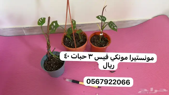 نباتات داخلية 7