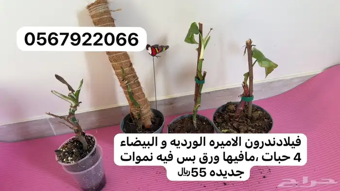 نباتات داخلية 12