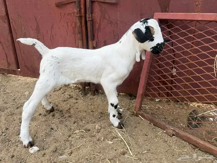 مشروع بيشي 5