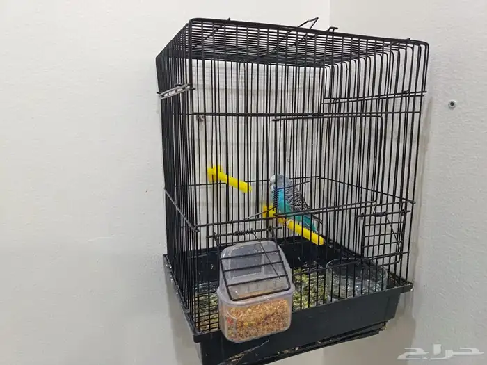 بادجي اليف هدد 2