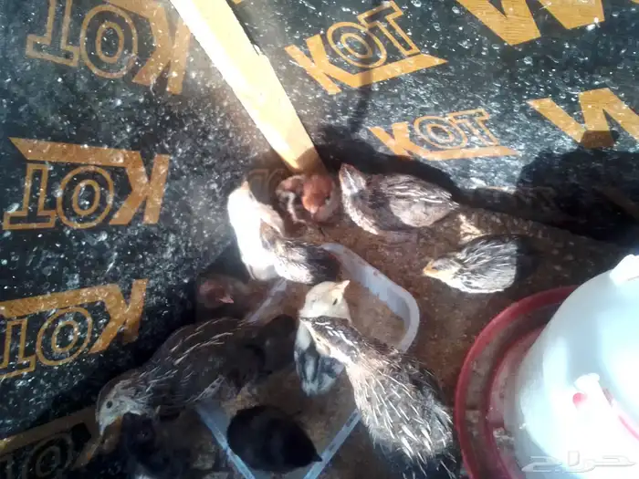 صوص فري ودجاج مشكل بلدي تركي فيومي 1