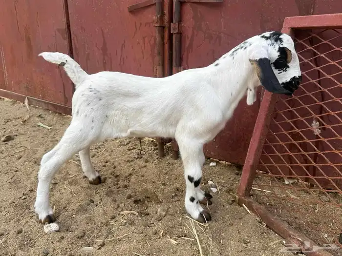 مشروع بيشي 0