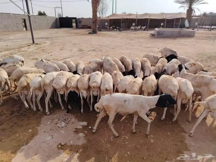 اللي ينتظر البرابر النظيفة اللحم اللي يجمل وصلت اعداد محدودة 2