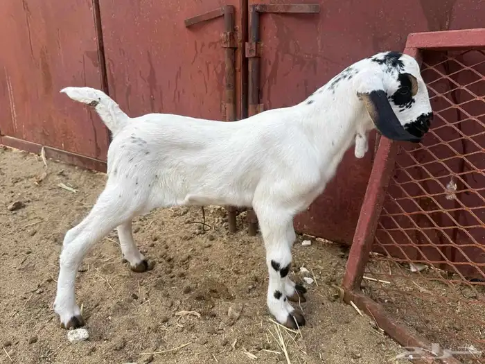 مشروع بيشي 4