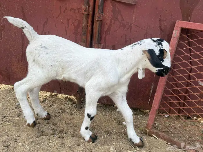 مشروع بيشي 3