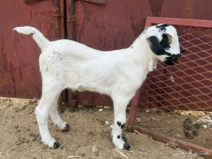 مشروع بيشي 2