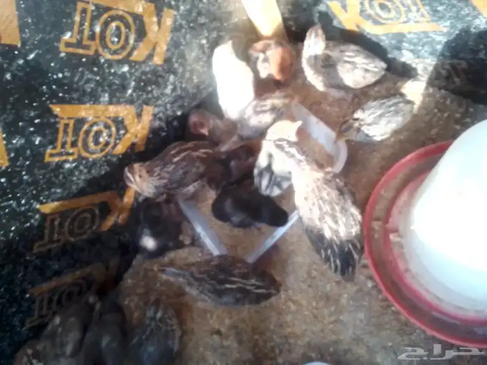 صوص فري ودجاج مشكل بلدي تركي فيومي 0