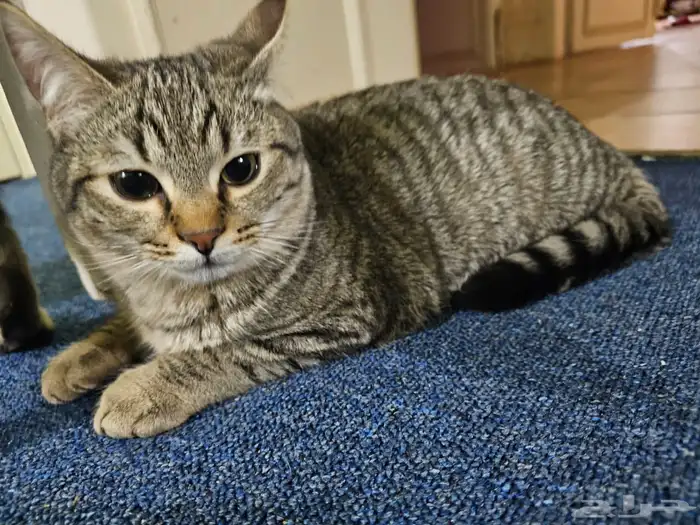 ذكر يطلب تزواج للتبني مجانا 2