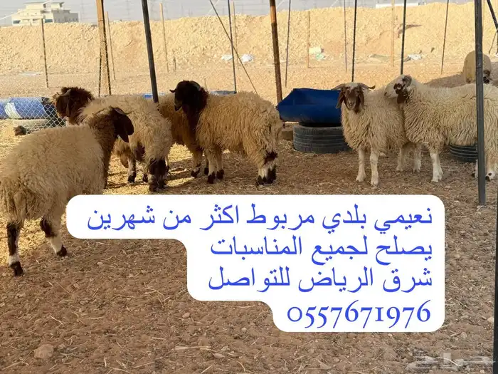 جذعان نعيمي بلدي مربوط يصلح لجميع المناسبات 0