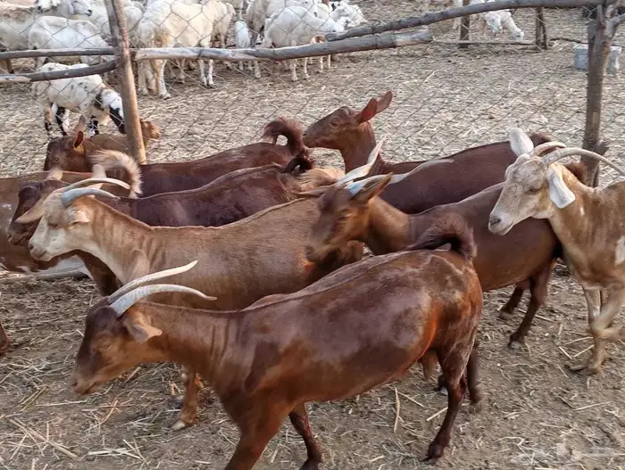 غنم دهم العدد 45 0