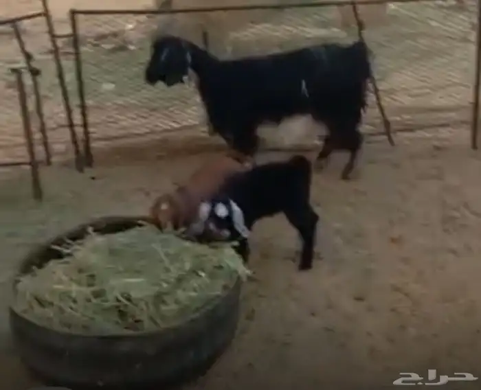 عنزين متاومات للبيع 2