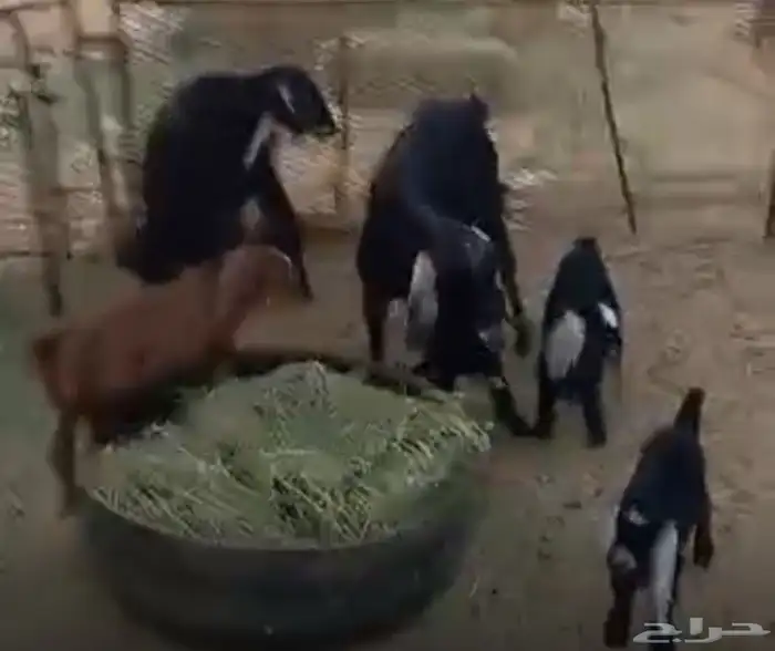 عنزين متاومات للبيع 4