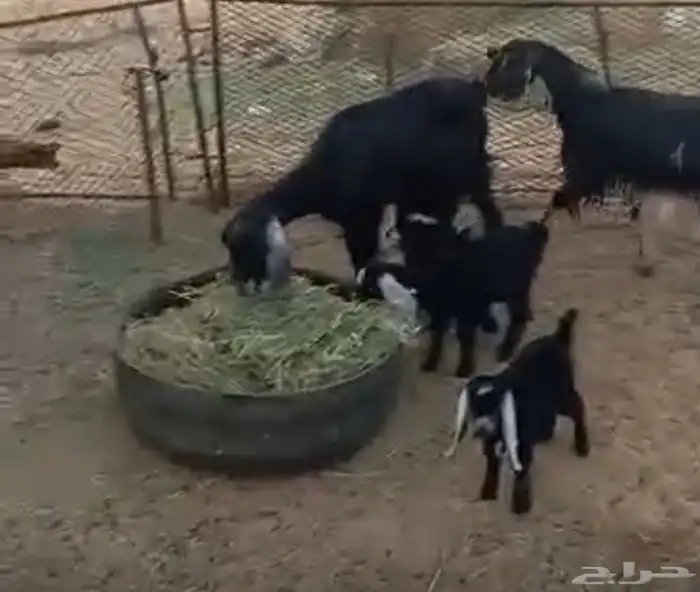 عنزين متاومات للبيع 3