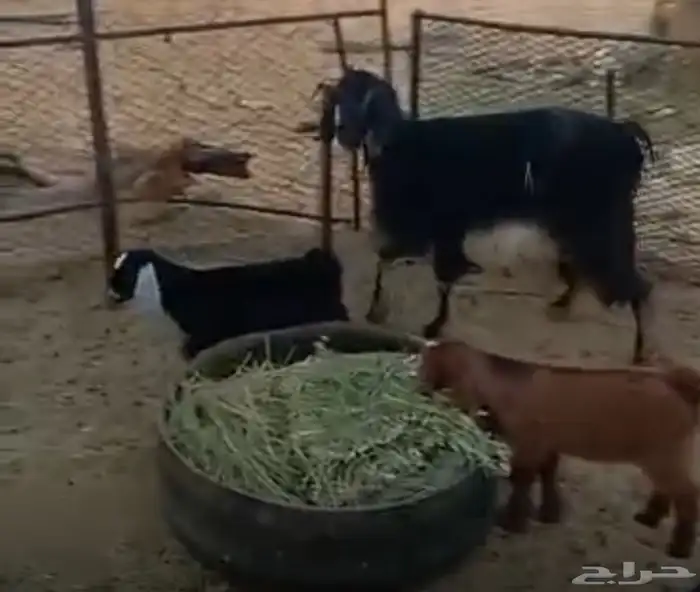 عنزين متاومات للبيع 0