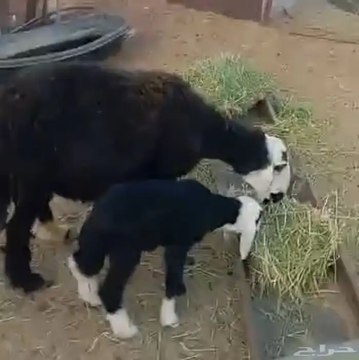 نعجه نجدية متاومه 2