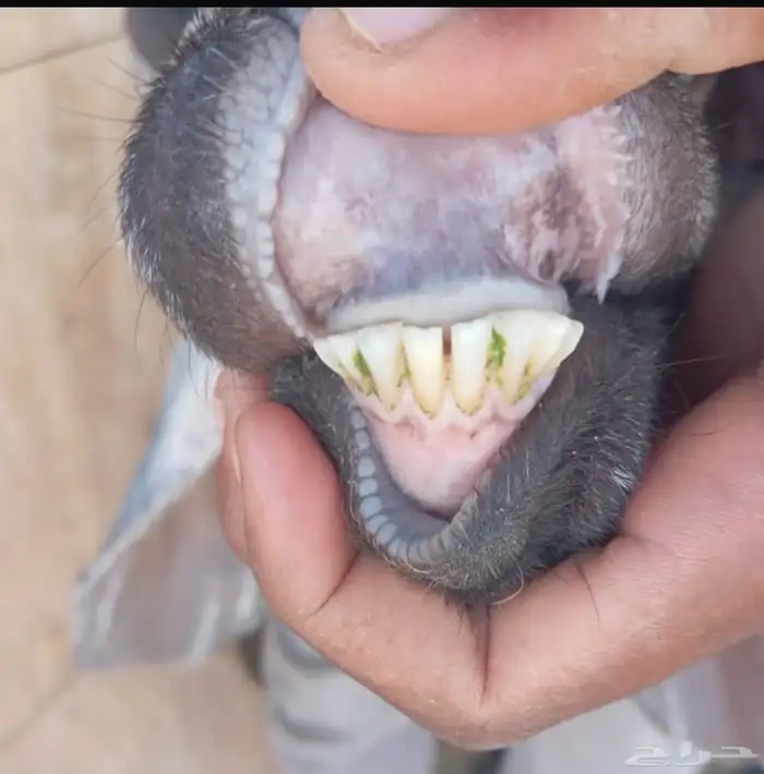 عنزين متاومات للبيع 5