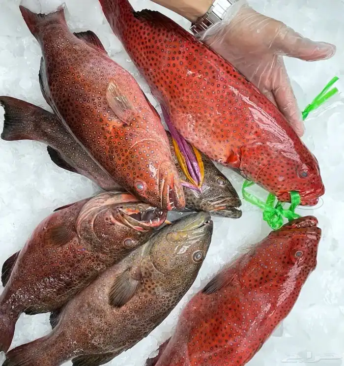 يوجد لدينا أسماك طازة يومية ني وفي جاهز مقلي مشوي المناسبا 5