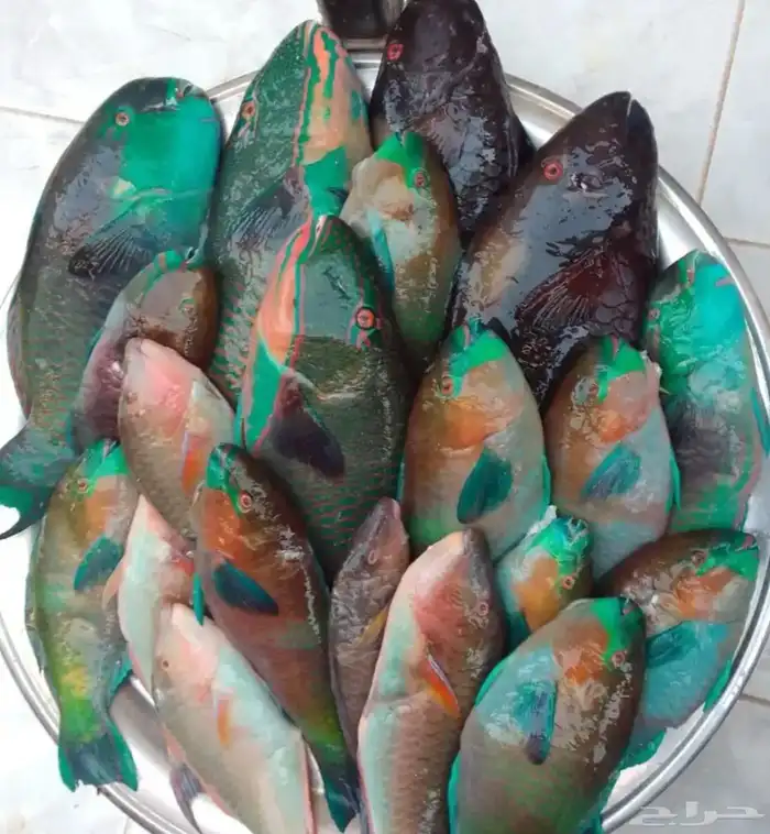 يوجد لدينا أسماك طازة يومية ني وفي جاهز مقلي مشوي المناسبا 8