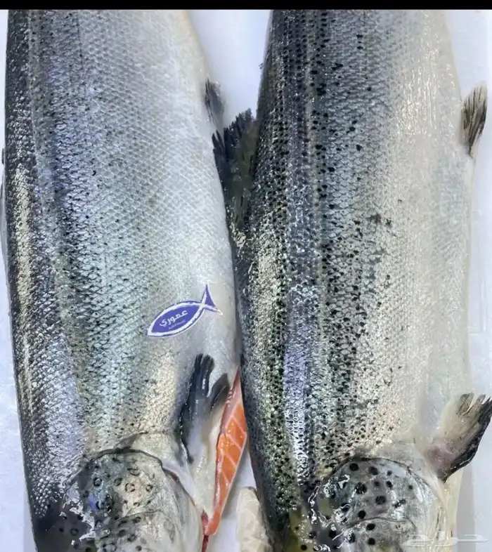 يوجد لدينا أسماك طازة يومية ني وفي جاهز مقلي مشوي المناسبا 6