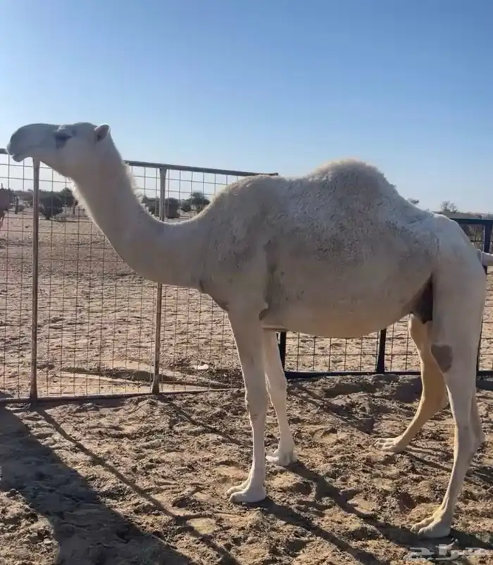 ناقة ام ثالث ضروبه 0